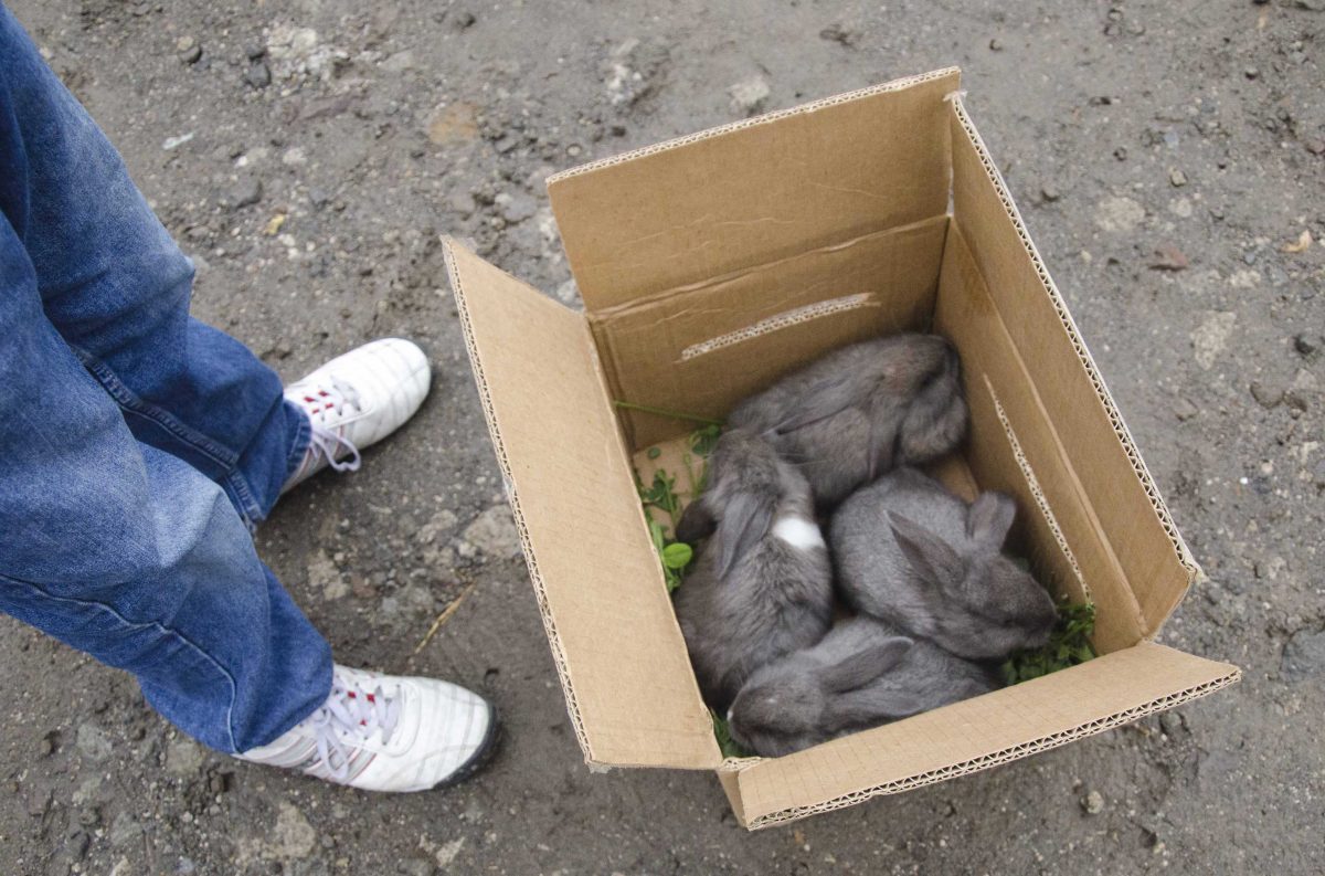 Conejos bebés a la venta en el mercado de animales, Otavalo, Ecuador | ©Ángela Drake