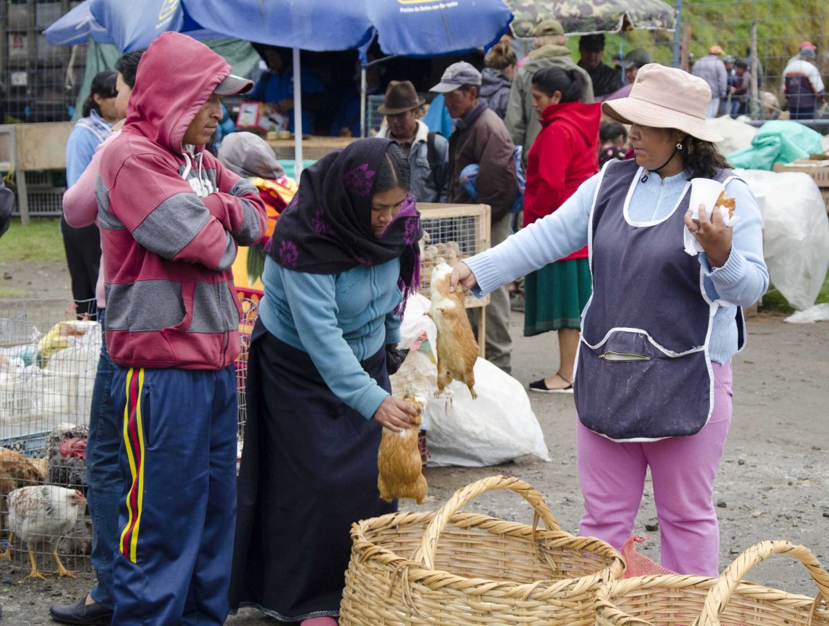 Negociación para conejillos de indias, Mercado de animales de Otavalo, Ecuador | ©Ángela Drake