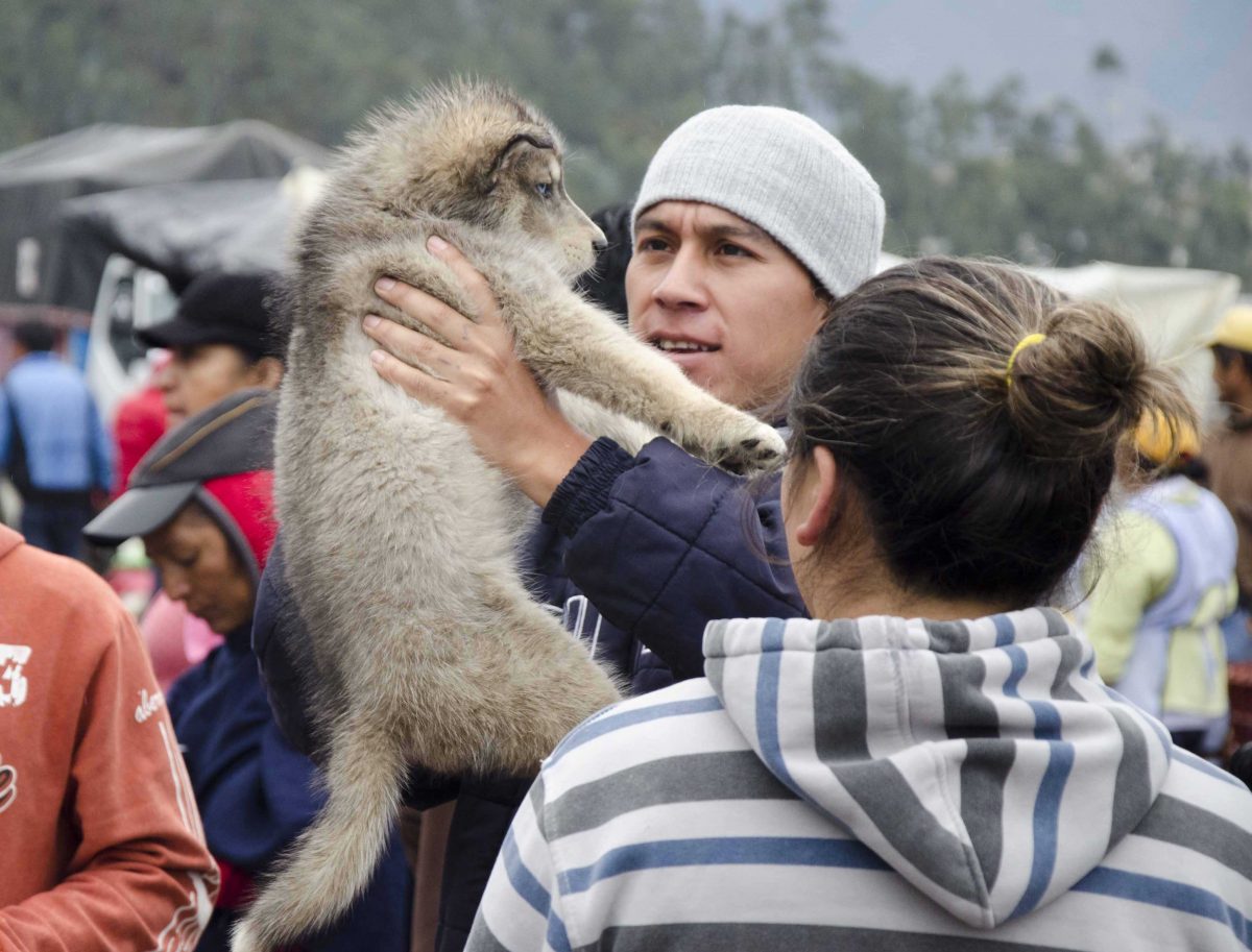 Amor de cachorro a primera vista, Otavalo Animal Market, Ecuador | ©Ángela Drake