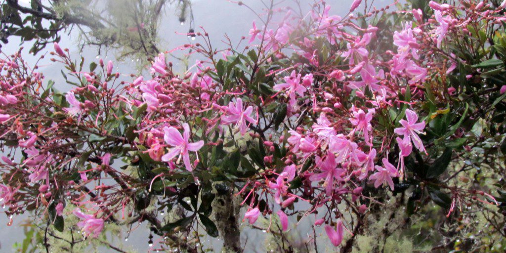 Rhododendrons