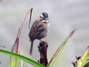 Small sparrow in the mist of Machu Picchu