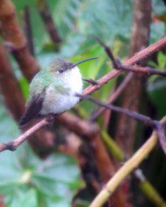 Un colibrí muy pequeño