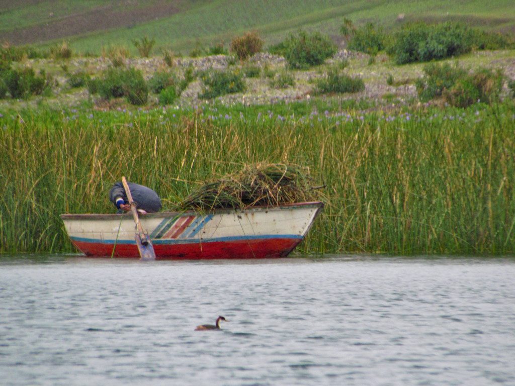 Gathering reeds on Christmas Day