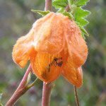 Chinese Lantern Flower