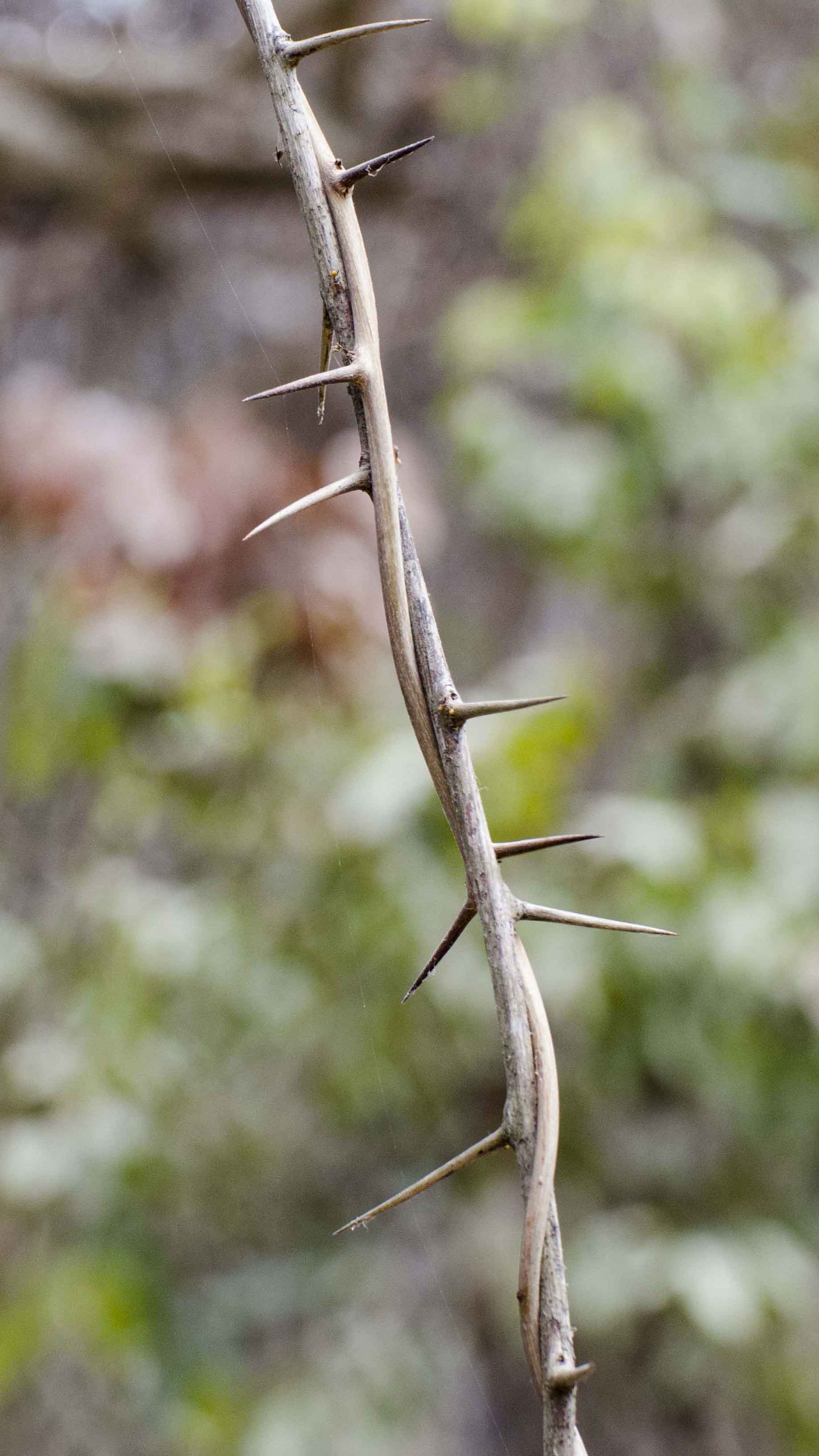 Thorns, Bosque Cerro Blanco, Guayaquil, Ecuador