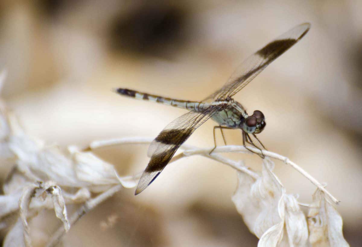 Dragonfly, Bosque Cerro Blanco, Guayaquil, Ecuador