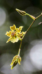 Yellow Orchids