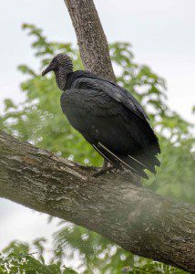 A Black Vulture