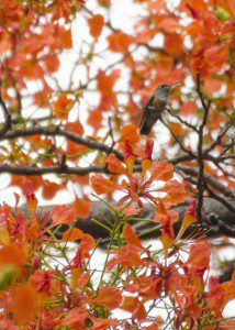 Can you spot the hummingbird?