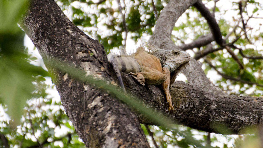 Golden Iguana