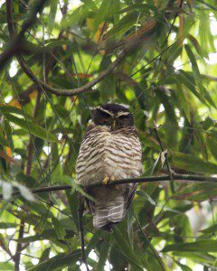 Band-bellied Owl