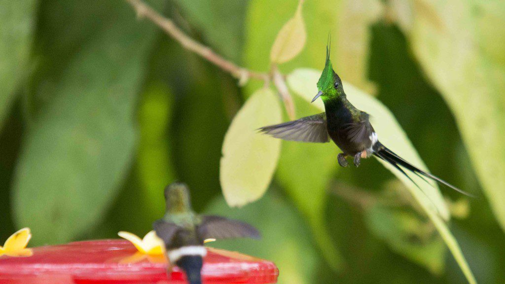 Wire-crested Thorntail