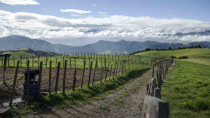 High Altitude Farms, Road to the Refugio of Guagua Pichincha, Ecuador