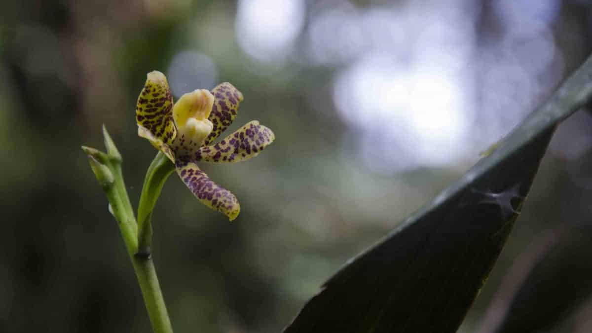 Orchids at Cabañas San Isidro
