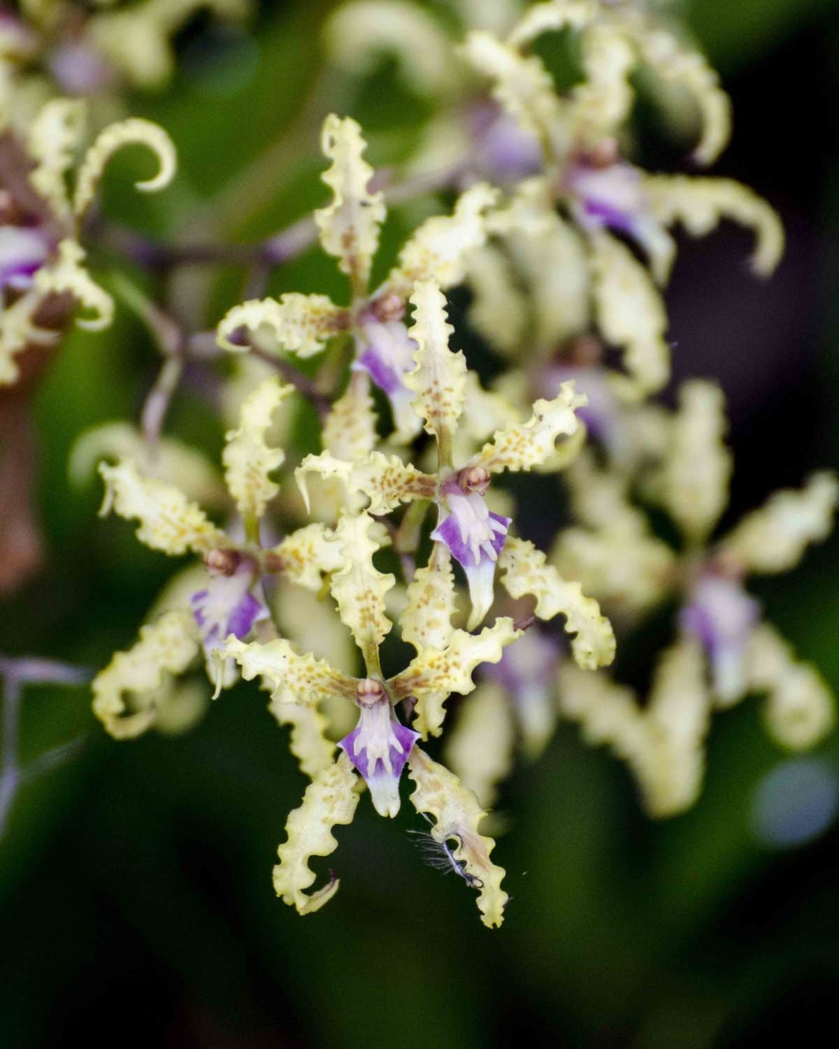 Orchids, San Jorge Eco Lodge