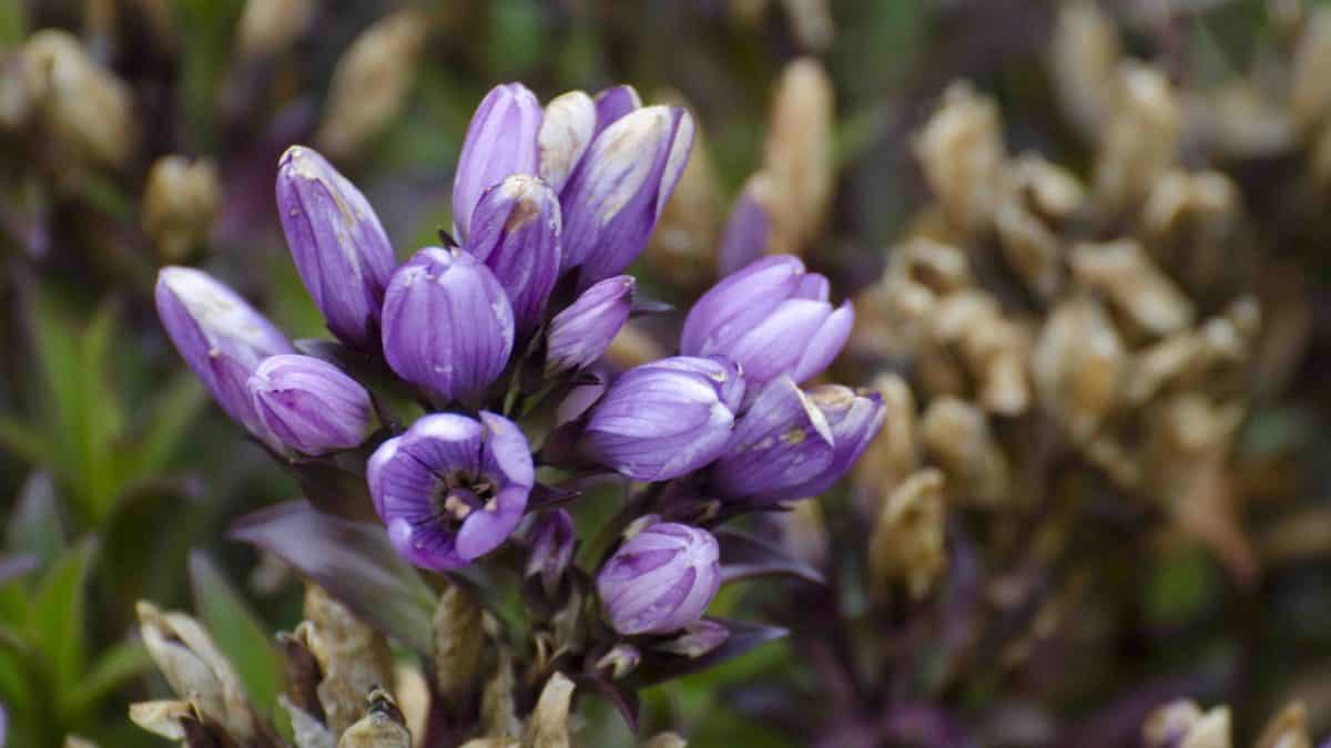 Cashpachina is a purple flower that looks like a crocus