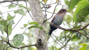 Squirrel Cuckoo