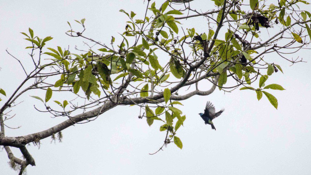 Blue-necked Tanager