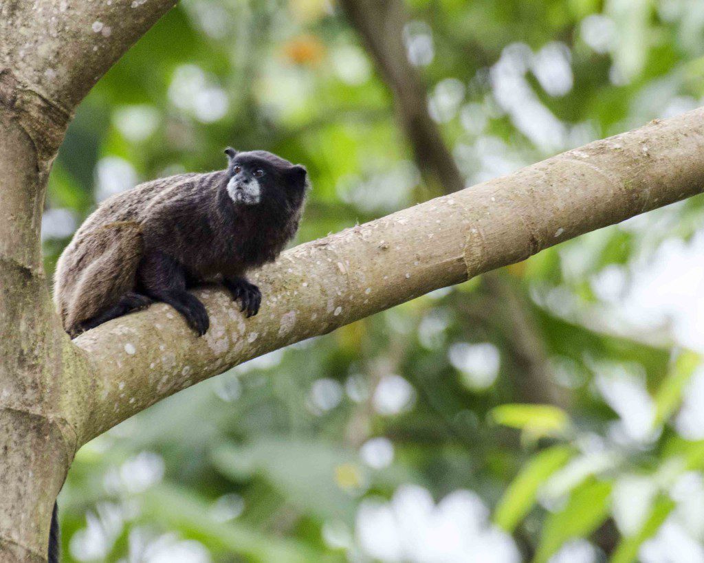 Tamarin Monkey