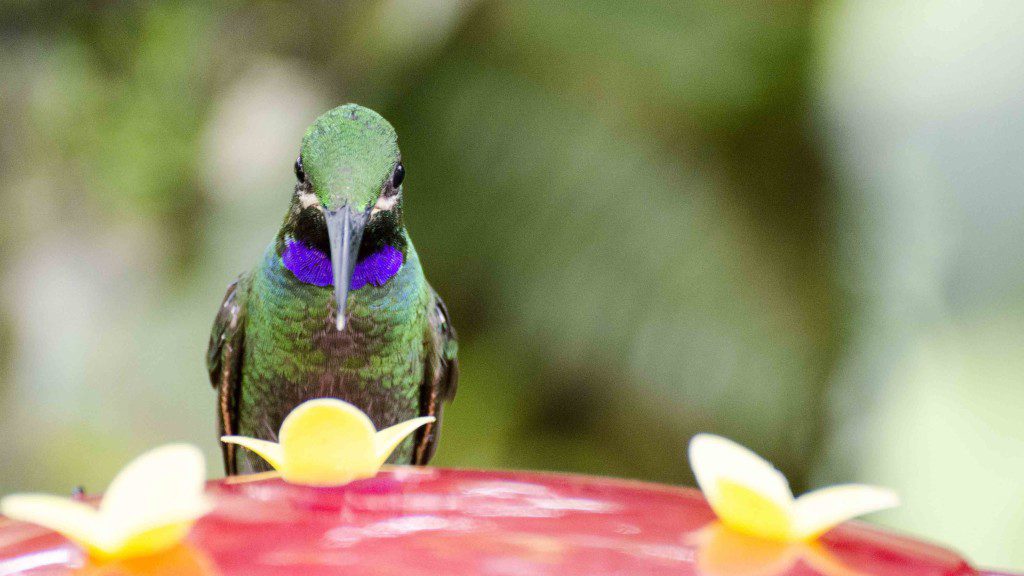 Black-throated Brilliant