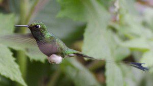 Booted-Rackettail