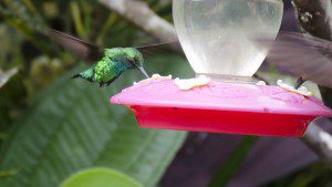 Unidentified Hummingbird from Alambi
