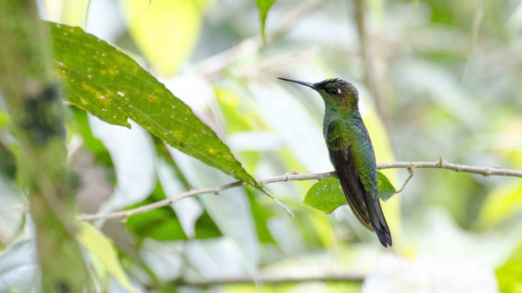 Ecuadorian Hummingbirds | by Angie Drake