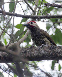 Golden Olive Woodpecker