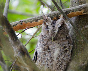 Peruvian Screech Owl