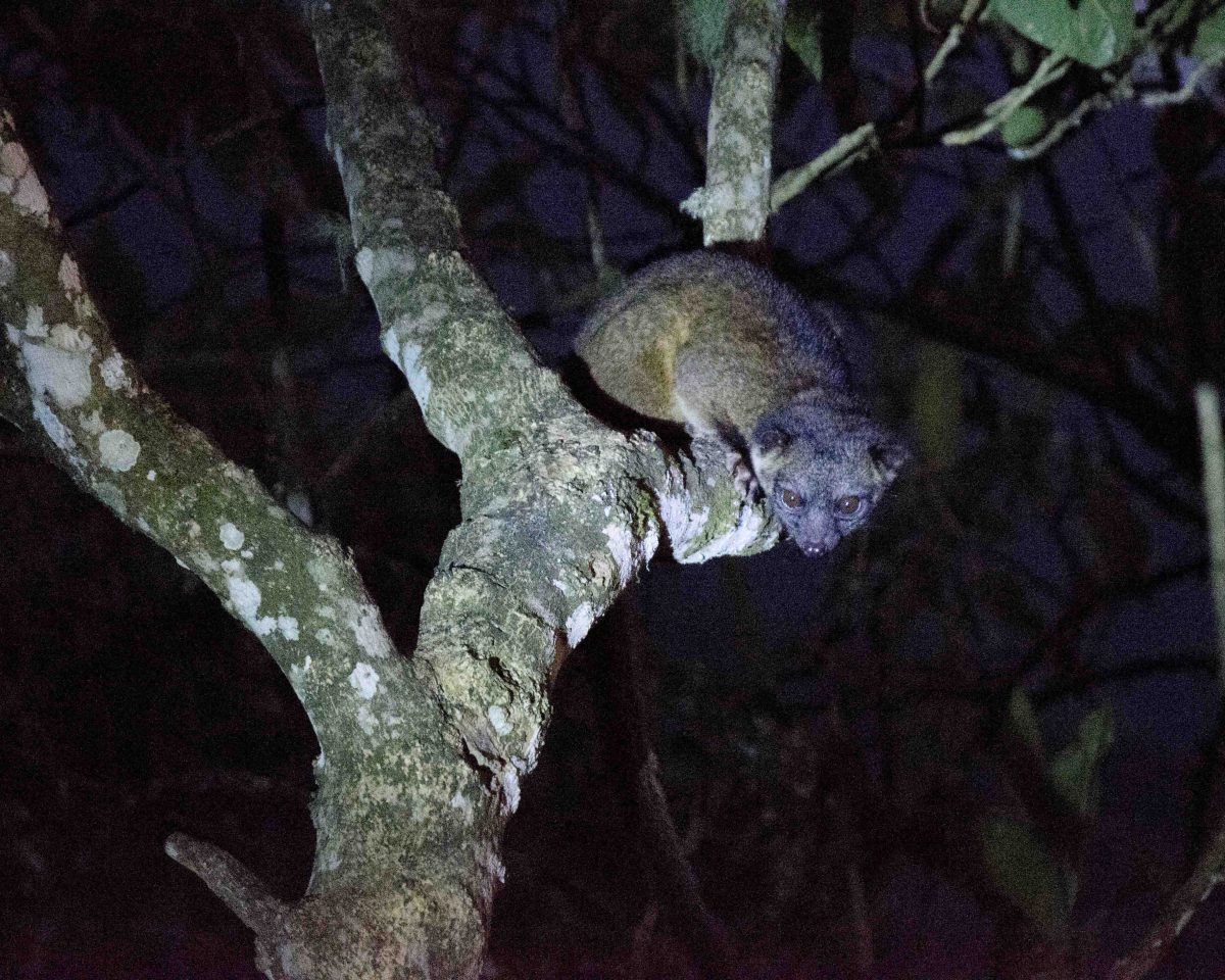 An olinguito in the Tandayapa Valley, Ecuador | ©Angela Drake