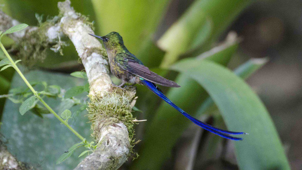 Violet-tailed Sylph
