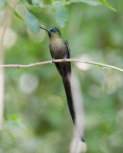 Violet-tailed Sylph