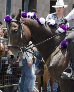 Horse with purple and white pompoms braided into its main