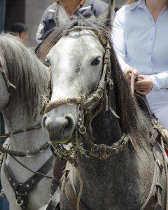 Horse wtih traditional bridle.