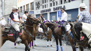 Group of horses on the street mill around as parade stalls