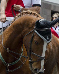 Horse in the Parade for Cacería del Zorro