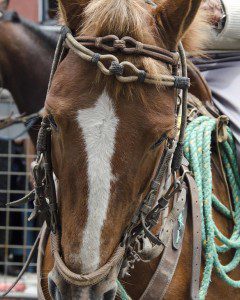 Close up of roan horse with white blaze and its intricate bridle