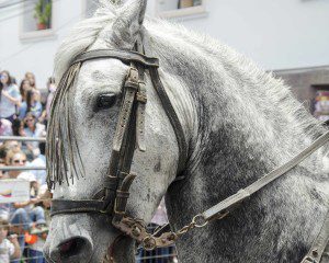 Horse in the Parade for Cacería del Zorro