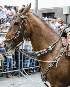 A horse with beaded bridle and reins