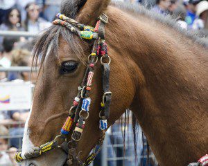 Close-up of horse with beaded bridle