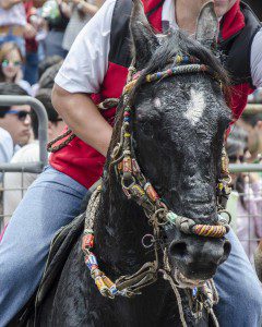 Close-up of a black horse with heavily decorated bridle and reins