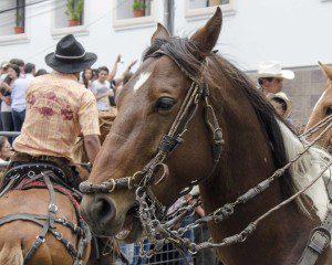 Close up of head and neck of a beautiful dark brown horse with