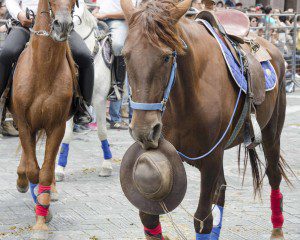 A horse holding a leather cowboy hat in its teeth