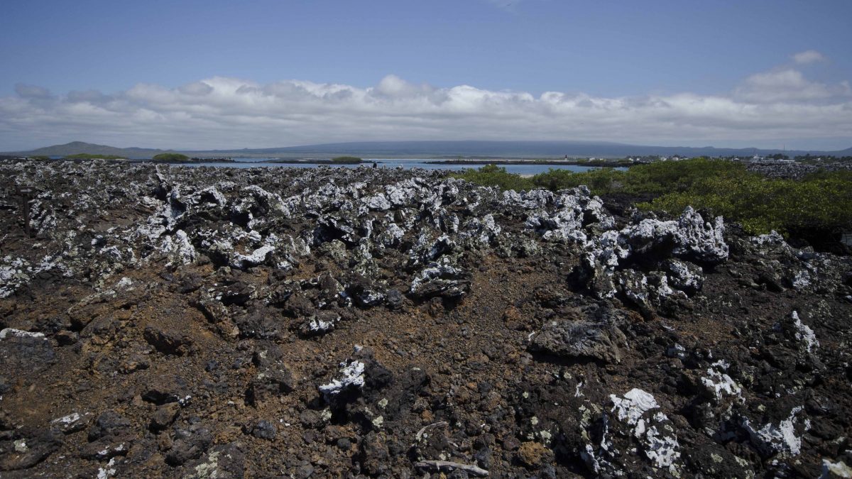 View of Lava Fields, Las Tintoreras, Isla Isabela, The Galapagos