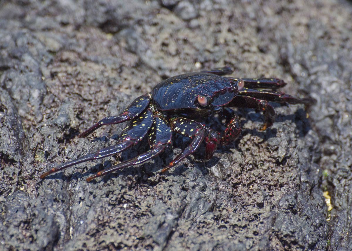 A juvenile Sally Lightfoot Crab, Las Tintoreras, Isla Isabela, the Galapagos