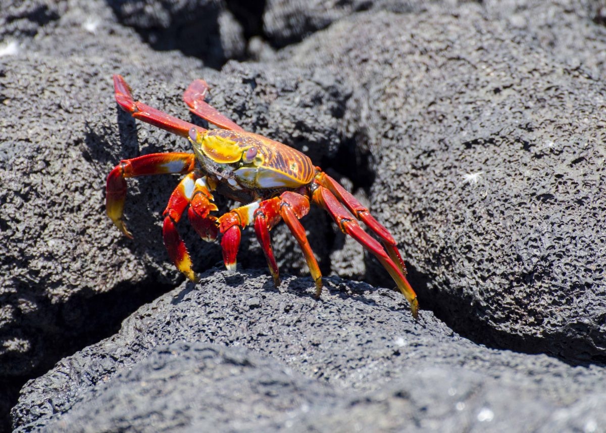 Sally Lightfoot Crab, Las Tintoreras, Isla Isabela, the Galapagos