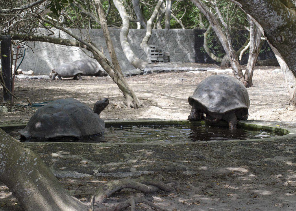 Tortoises need small ponds of water