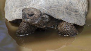 Close-up of a Tortoise