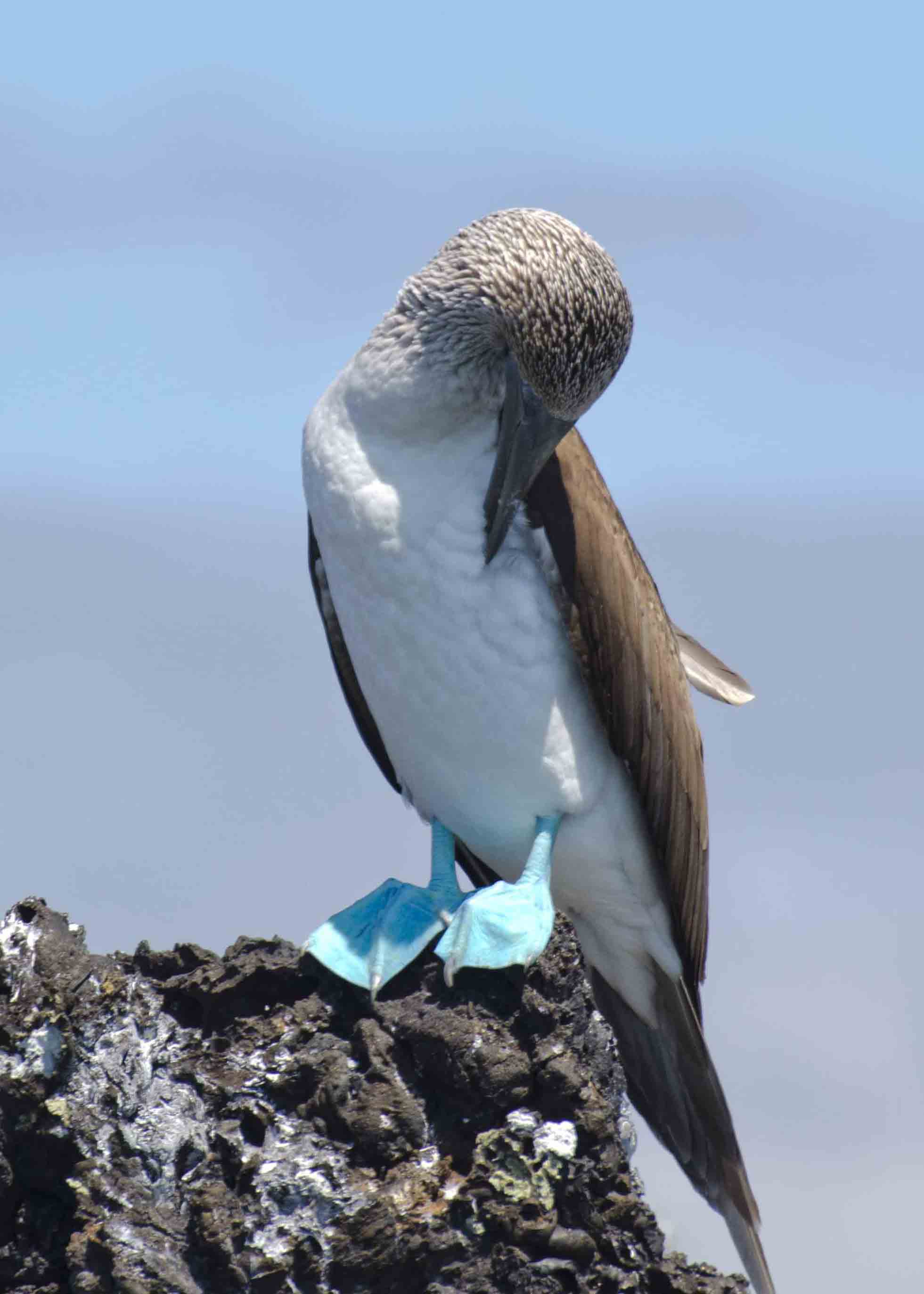 Blue-footed Booby, the Galapagos