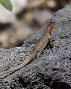 Small Lizard found at the Tortoise Hatchery